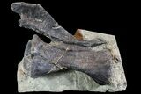 Diplodocus Vertebrae In Sandstone - Impressive Display #77937-1